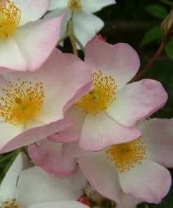 Future Forests Rosa Francis E. Lester - Rambling Rose Roses