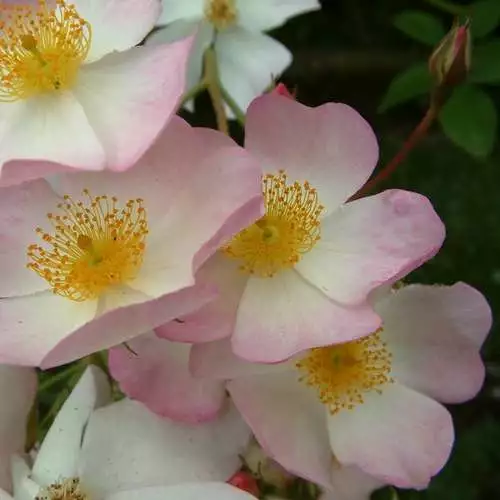 Future Forests Rosa Francis E. Lester - Rambling Rose Roses 4 Future Forests Rosa Francis E. Lester - Rambling Rose Roses