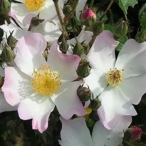 Future Forests Rosa Francis E. Lester - Rambling Rose Roses 5 Future Forests Rosa Francis E. Lester - Rambling Rose Roses
