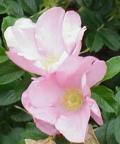 Future Forests Rosa Fru Dagmar Hastrup - Rugosa Rose