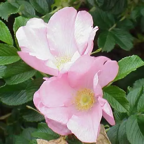 Future Forests Rosa Fru Dagmar Hastrup - Rugosa Rose 4 Future Forests Rosa Fru Dagmar Hastrup - Rugosa Rose