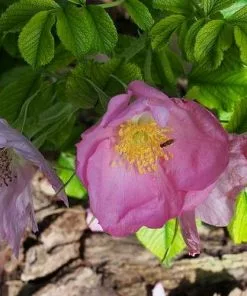 Future Forests Rosa Fru Dagmar Hastrup - Rugosa Rose