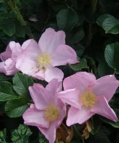 Future Forests Rosa Fru Dagmar Hastrup - Rugosa Rose
