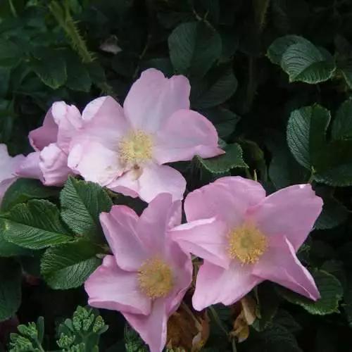 Future Forests Rosa Fru Dagmar Hastrup - Rugosa Rose 3 Future Forests Rosa Fru Dagmar Hastrup - Rugosa Rose