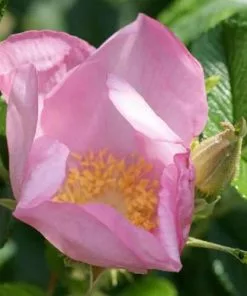 Future Forests Rosa Fru Dagmar Hastrup - Rugosa Rose