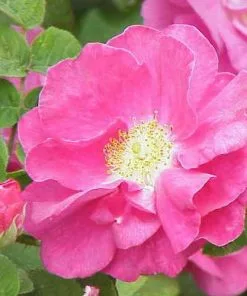 Future Forests Rosa Gallica Officinalis - Old Shrub Rose