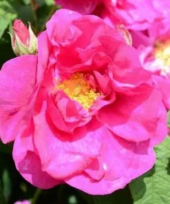 Future Forests Rosa Gallica Officinalis - Old Shrub Rose