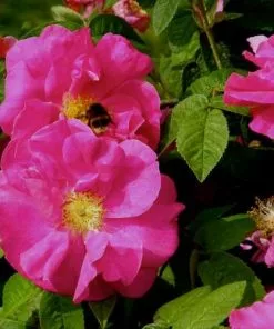 Future Forests Rosa Gallica Officinalis - Old Shrub Rose