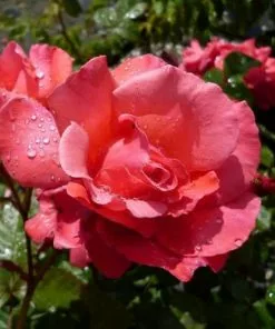 Future Forests Climbers Rosa Galway Bay - Climbing Rose