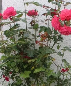Future Forests Climbers Rosa Galway Bay - Climbing Rose