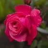 Future Forests Climbers Rosa Galway Bay - Climbing Rose