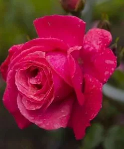 Future Forests Climbers Rosa Galway Bay - Climbing Rose