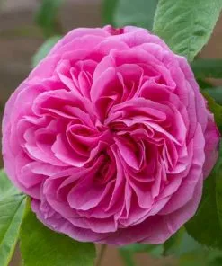 Future Forests Roses Rosa Gertrude Jekyll