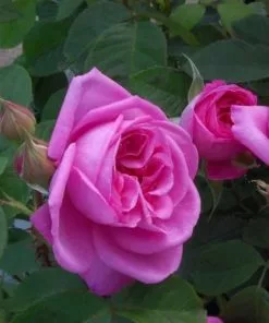 Future Forests Roses Rosa Gertrude Jekyll