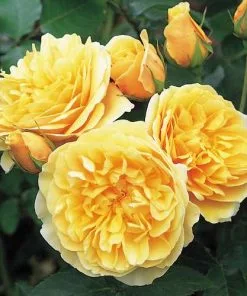 Future Forests Rosa Ausmas (Graham Thomas) - David Austin Shrub Rose