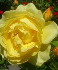 Future Forests Rosa Ausmas (Graham Thomas) - David Austin Shrub Rose