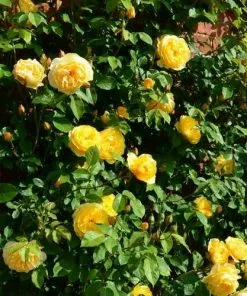 Future Forests Rosa Ausmas (Graham Thomas) - David Austin Shrub Rose