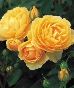 Future Forests Rosa Ausmas (Graham Thomas) - David Austin Shrub Rose