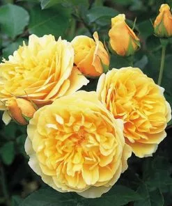 Future Forests Rosa Ausmas (Graham Thomas) - David Austin Shrub Rose