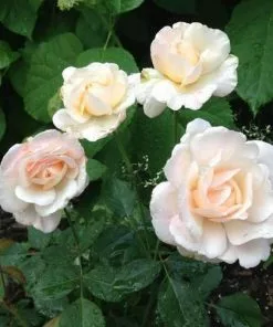 Future Forests Rosa Gruss An Achen - Old Shrub Rose