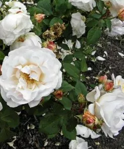 Future Forests Rosa Gruss An Achen - Old Shrub Rose