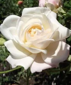 Future Forests Rosa Gruss An Achen - Old Shrub Rose