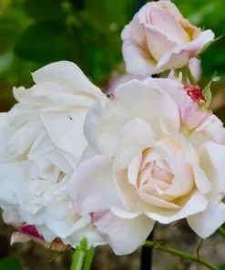 Future Forests Rosa Gruss An Achen - Old Shrub Rose