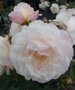 Future Forests Rosa Gruss An Achen - Old Shrub Rose