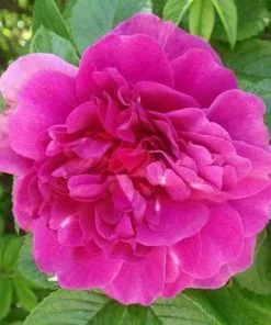 Future Forests Flowering Hedging Rosa Hansa - Rugosa Rose