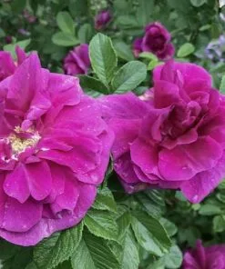 Future Forests Flowering Hedging Rosa Hansa - Rugosa Rose