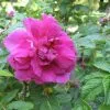 Future Forests Flowering Hedging Rosa Hansa - Rugosa Rose