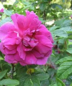 Future Forests Flowering Hedging Rosa Hansa - Rugosa Rose