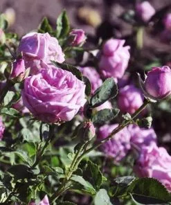 Future Forests Rosa Hermosa - Old Shrub Rose Roses