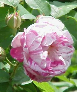Future Forests Rosa Honorine De Brabant - Old Shrub Rose Roses 8 Future Forests Rosa Honorine De Brabant - Old Shrub Rose Roses