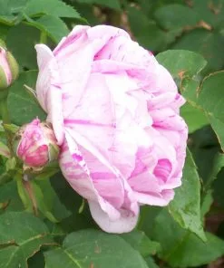 Future Forests Rosa Honorine De Brabant - Old Shrub Rose Roses 9 Future Forests Rosa Honorine De Brabant - Old Shrub Rose Roses