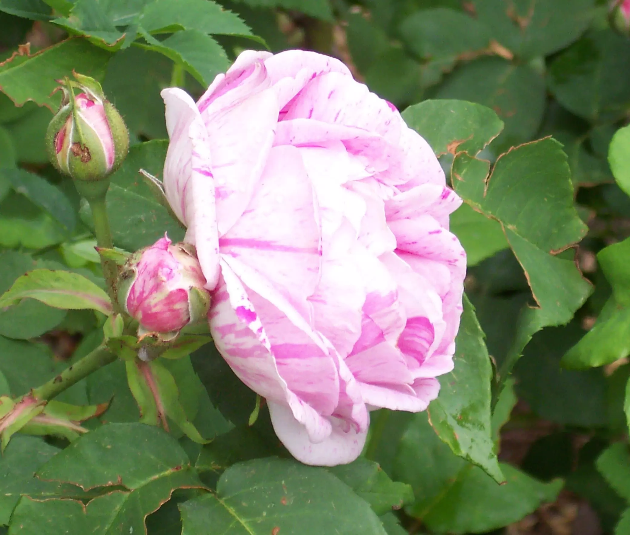 Future Forests Rosa Honorine De Brabant - Old Shrub Rose Roses 6 Future Forests Rosa Honorine De Brabant - Old Shrub Rose Roses