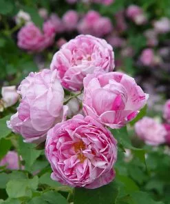 Future Forests Rosa Honorine De Brabant - Old Shrub Rose Roses