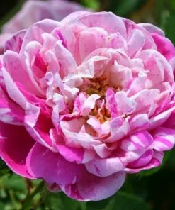 Future Forests Rosa Honorine De Brabant - Old Shrub Rose Roses