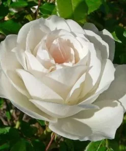 Future Forests Rosa Iceberg - Climbing Rose