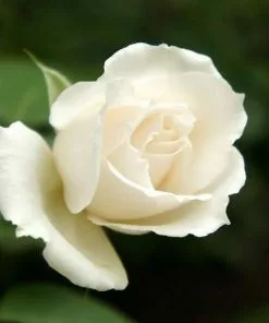 Future Forests Rosa Iceberg - Climbing Rose