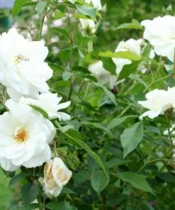 Future Forests Rosa Iceberg - Climbing Rose