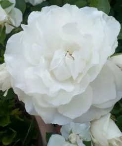 Future Forests Rosa Iceberg - Climbing Rose