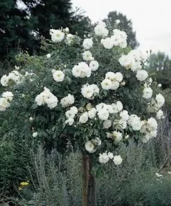 Future Forests Rosa Iceberg - Climbing Rose