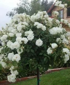 Future Forests Rosa Iceberg - Climbing Rose