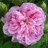 Future Forests Rosa Ispahan - Old Shrub Rose