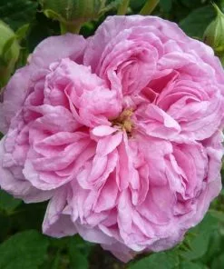 Future Forests Rosa Ispahan - Old Shrub Rose