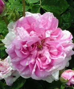 Future Forests Rosa Ispahan - Old Shrub Rose