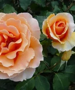 Future Forests Roses Rosa Just Joey - Hybrid Tea Shrub Rose