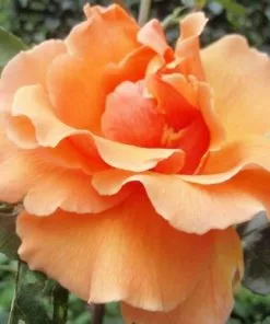 Future Forests Roses Rosa Just Joey - Hybrid Tea Shrub Rose