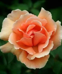 Future Forests Roses Rosa Just Joey - Hybrid Tea Shrub Rose